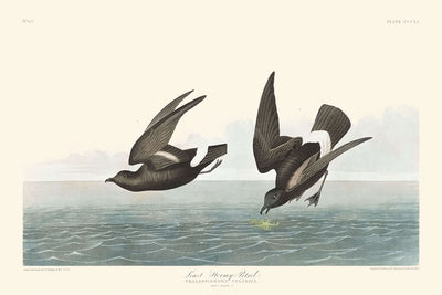 Kleinster Sturmvogel von John James Audubon, 1827