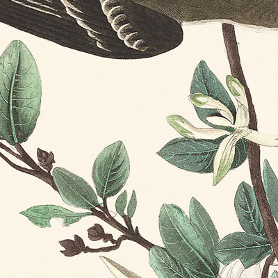 Holzpewee von John James Audubon, 1827 