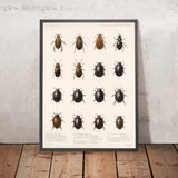 Insecta Coleoptera (Plate 40) by Frederick DuCane Godman, 1879