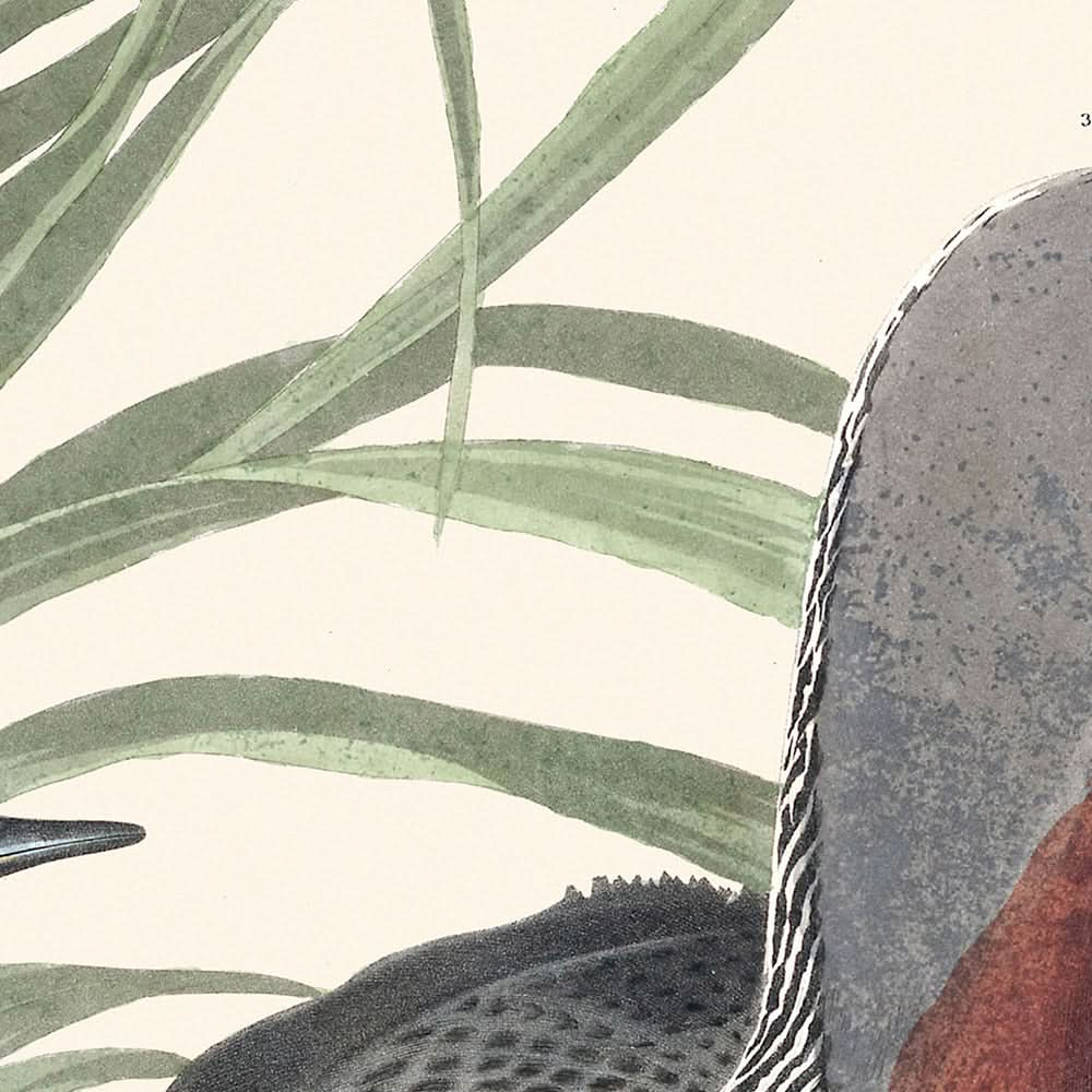 Sterntaucher von John James Audubon, 1827