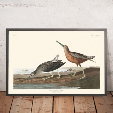 Red-breasted Snipe by John James Audubon, 1827