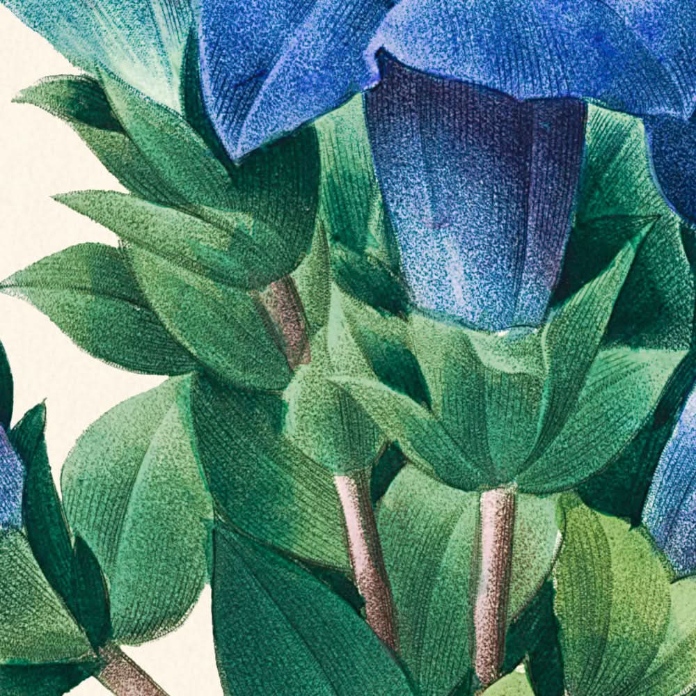 Gentiana Acaulis von Pierre-Joseph Redouté, 1802