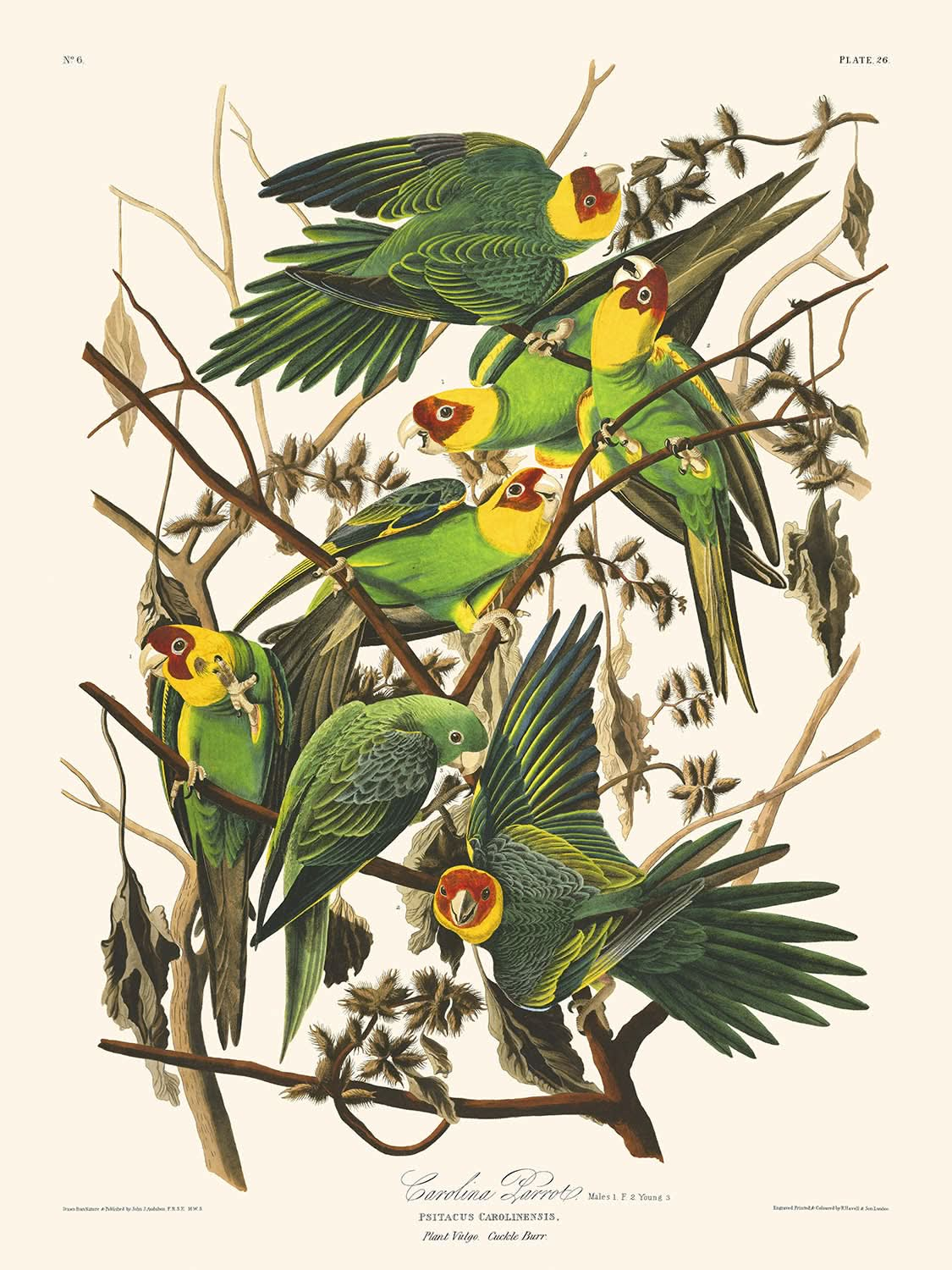 Perroquet de Caroline par John James Audubon, 1827