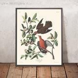 Colombe Zenaida par John James Audubon 1827 