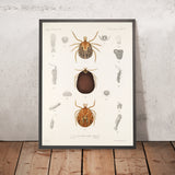 Mites (Acaridea, Plate 12) by Frederick DuCane Godman, 1879