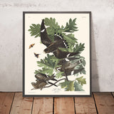 Halcón nocturno, de John James Audubon, 1827