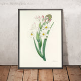Tuberose (Plate 107) by Pierre Joseph Redouté, 1827