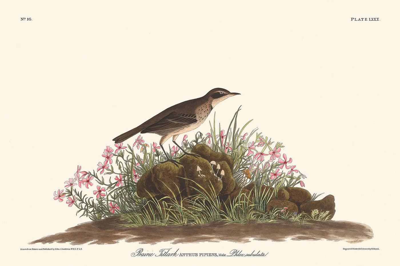 Prairie Titlark von John James Audubon, 1827