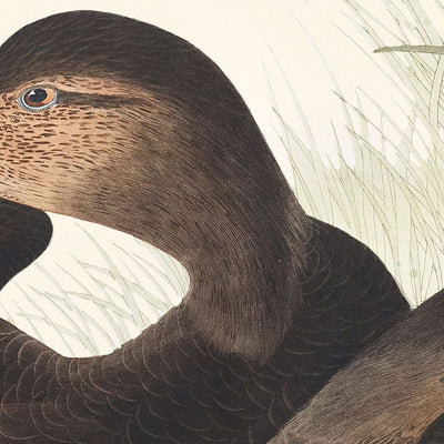 Canard sombre de John James Audubon, 1827