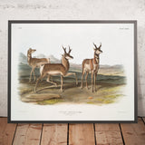 Pronghorn (Antilocapra americana) by John Woodhouse Audubon, 1845
