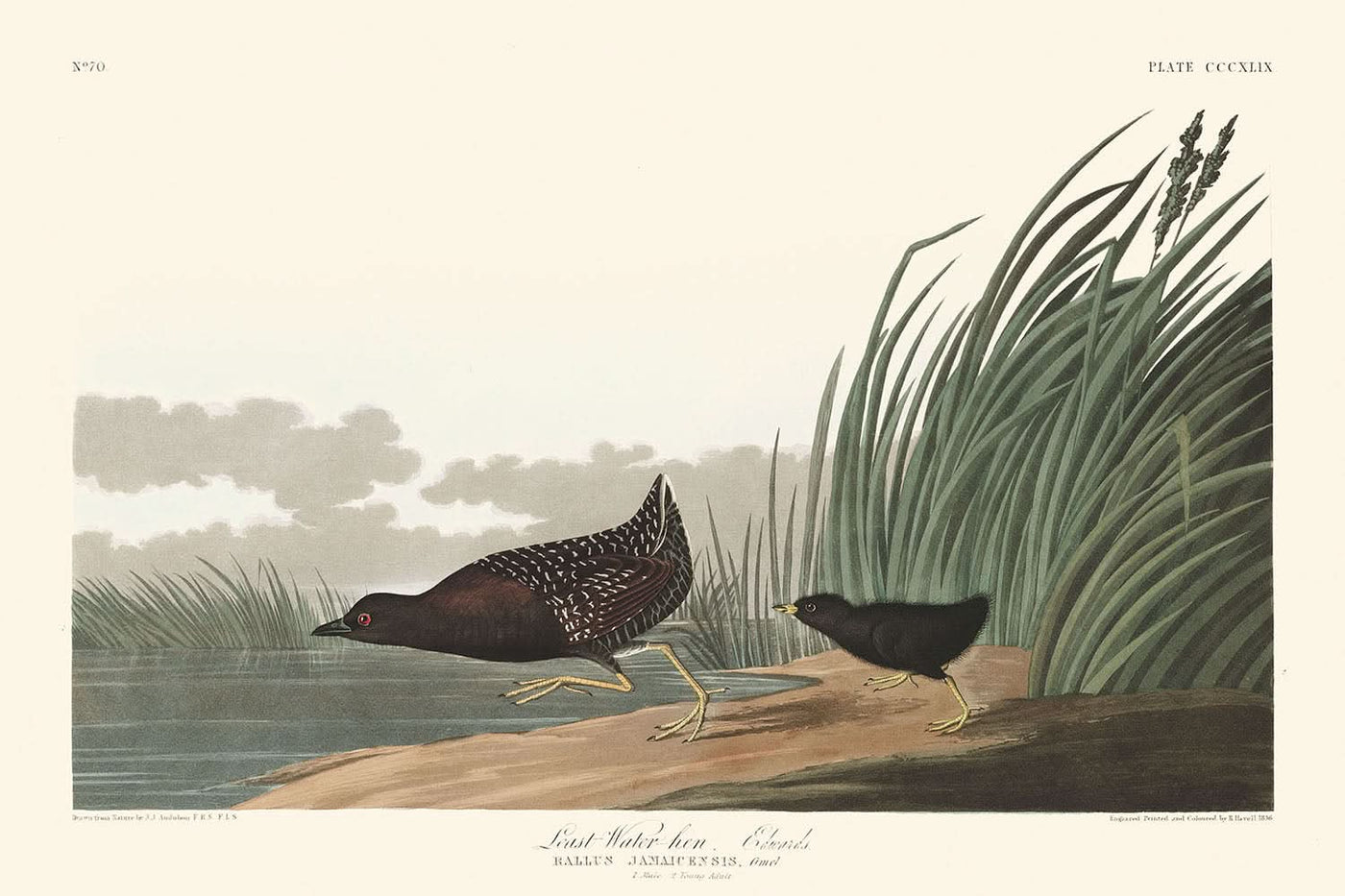 Kleinstes Wasserhuhn von John James Audubon, 1827