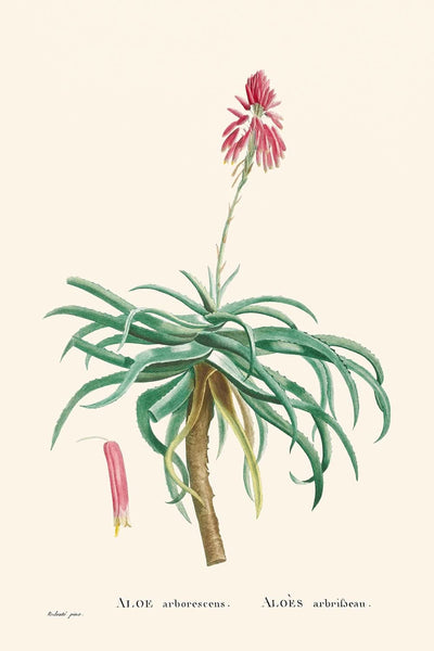 Candelabra Aloe by Pierre-Joseph Redouté, 1802