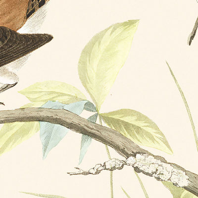 Cucarachero de invierno y cucarachero de roca, de John James Audubon, 1827