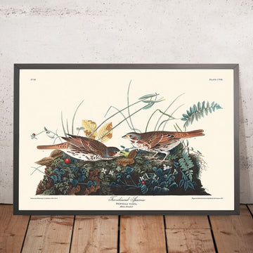 Fox-coloured Sparrow by John James Audubon, 1827