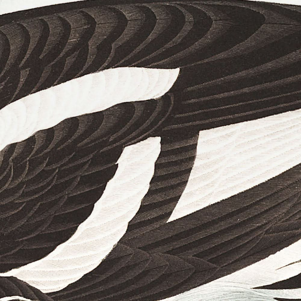 Canard aux yeux d'or (planche 403) par John James Audubon, 1827