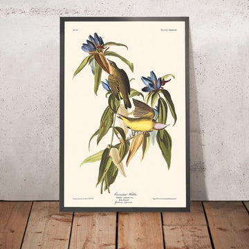 Connecticut-Warbler von John James Audubon, 1827 