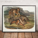 Prairie Wolf (Canis latrans) by John Woodhouse Audubon, 1845
