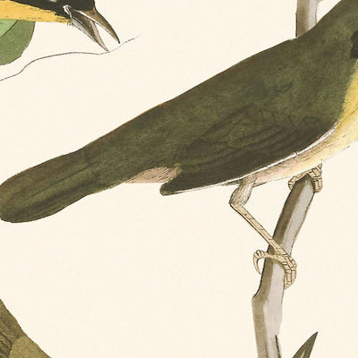 Yellow-breasted Warbler by John James Audubon, 1827