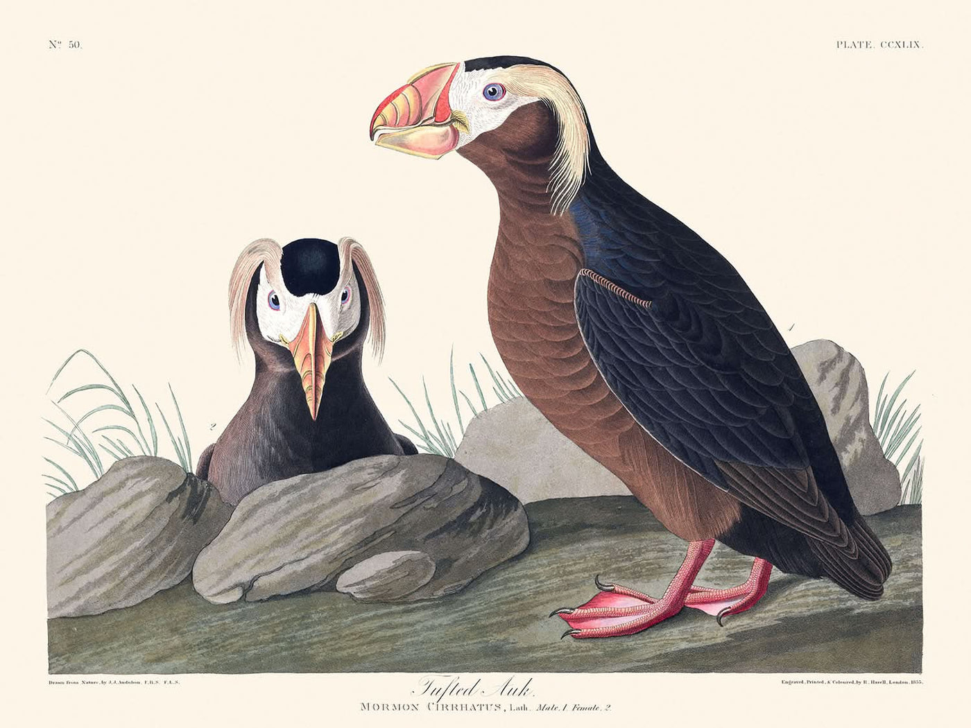 Haubenalk von John James Audubon, 1827