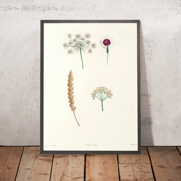 A framed image of Botanical Specimens (Plate 55) by Pierre Joseph Redouté, 1805