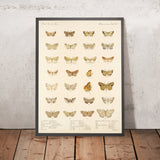 Moths (Lepidoptera: Heterocera, Plate 44) by Frederick DuCane Godman, 1879