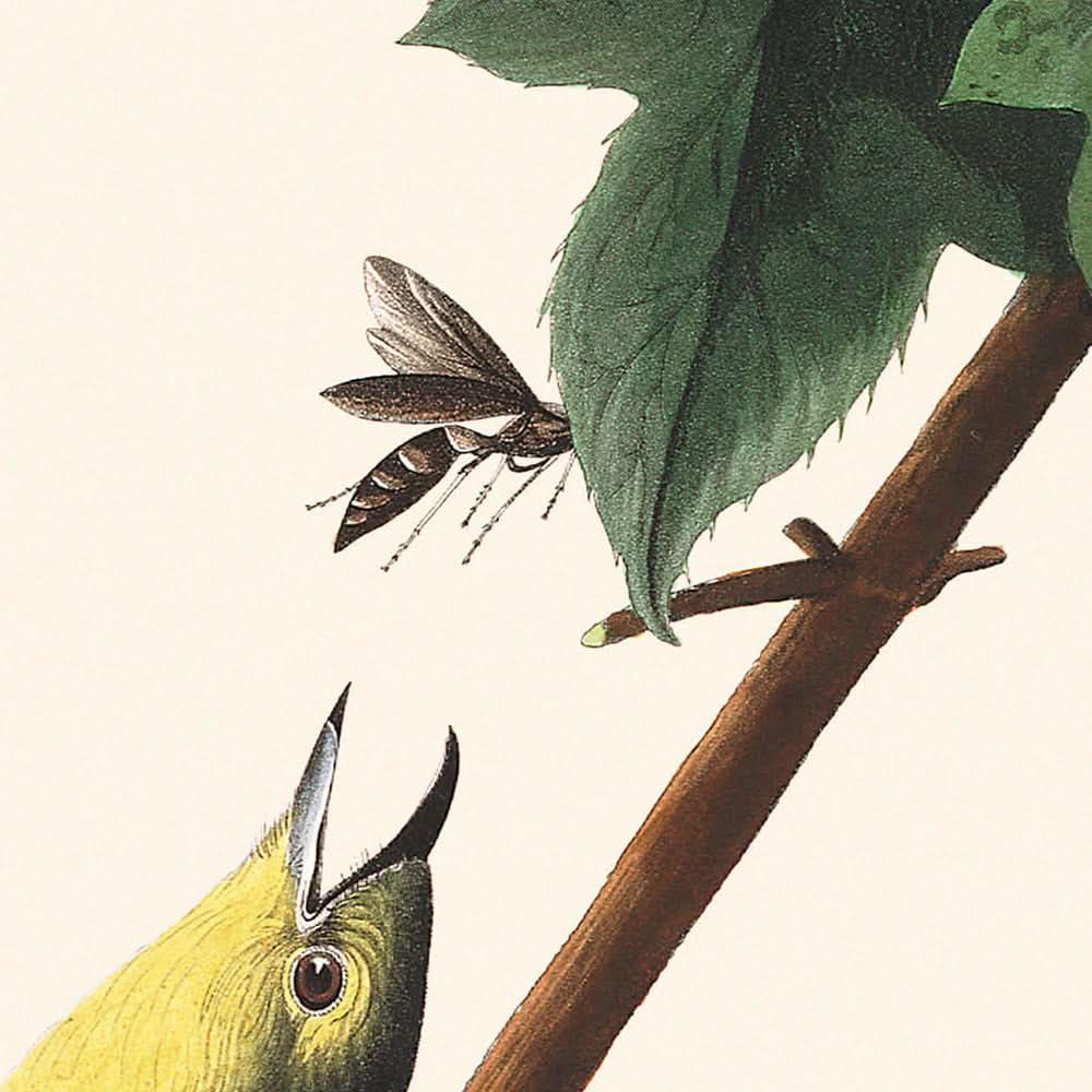 Gelbkehlvireo von John James Audubon, 1827