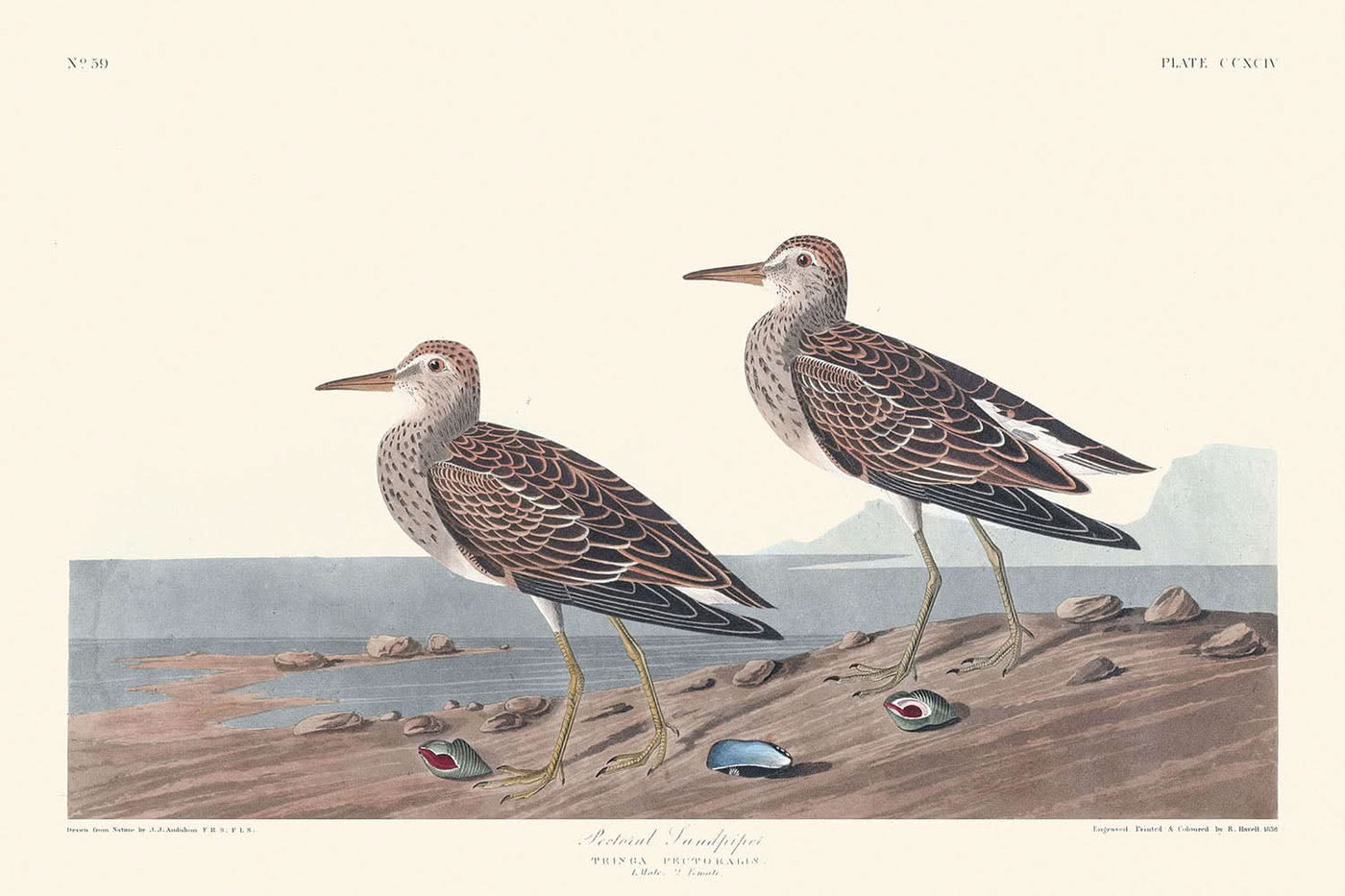 Graubruststrandläufer von John James Audubon, 1827