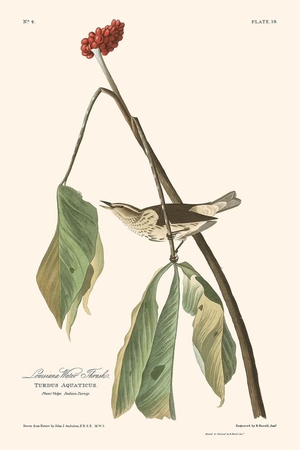 Louisiana Water Thrush by John James Audubon, 1827