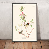 Ruby krönte Wren von John James Audubon 1827 