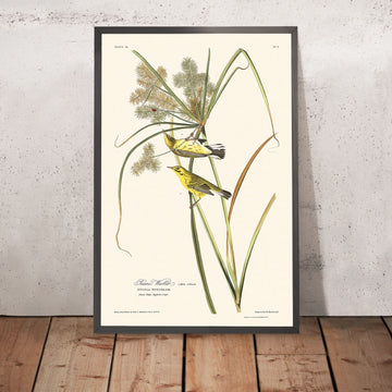 Warbler della prateria di John James Audubon, 1827 