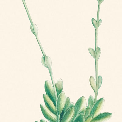 Pigmyweeds by Pierre-Joseph Redouté, 1802