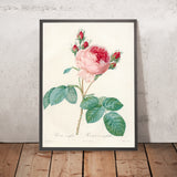 Cabbage Rose (Rosa centifolia) by Pierre Joseph Redouté, 1817