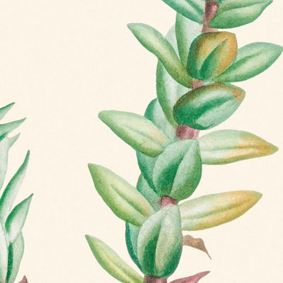 Red Crassula by Pierre-Joseph Redouté, 1802