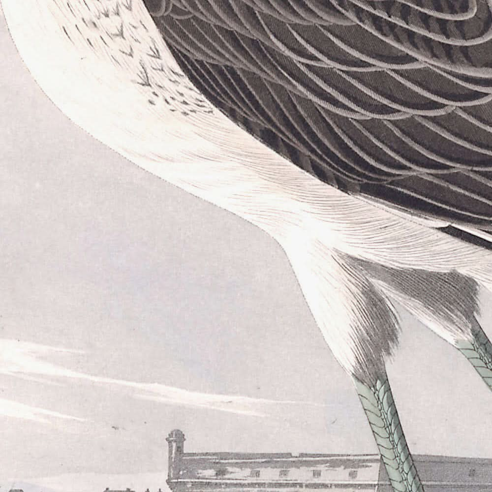 Greenshank by John James Audubon, 1827