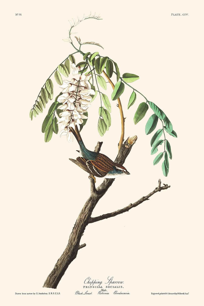 Visualiser thumbnail artwork