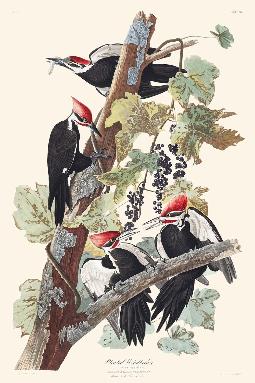 Pájaro carpintero crestado, de John James Audubon, 1827