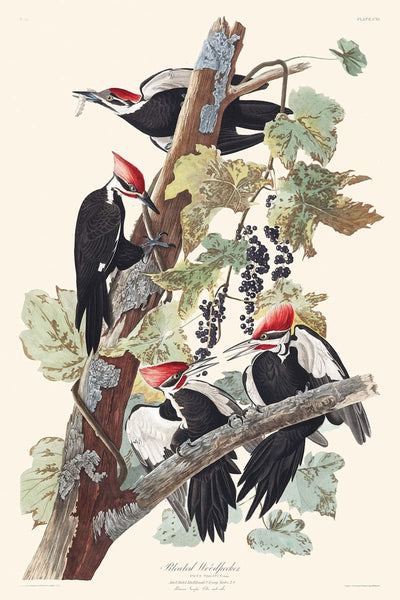 Helmspecht von John James Audubon 1827