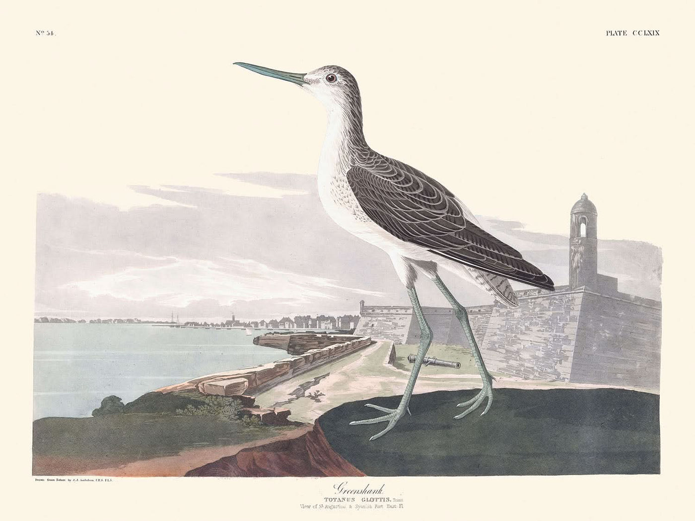 Chevalier aboyeur de John James Audubon, 1827