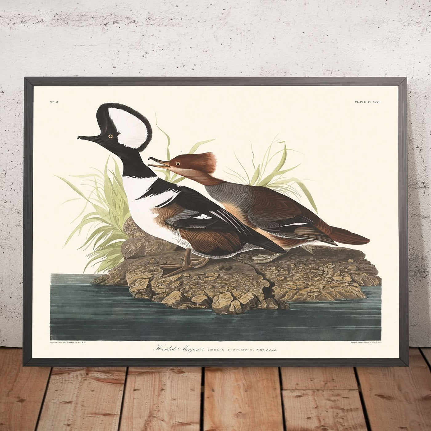 Merganser encapuchado, de John James Audubon, 1827