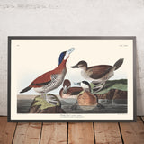 Ruddy Duck by John James Audubon 1827