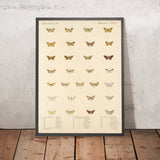 Moths (Lepidoptera-Heterocera, Plate 050) by Frederick DuCane Godman, 1879