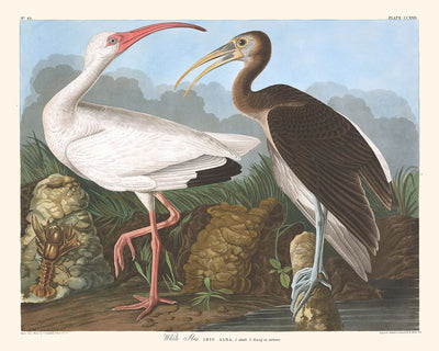 Ibis blanc de John James Audubon, 1827