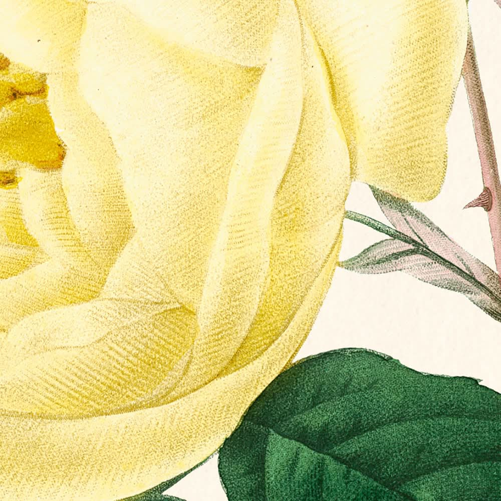 Yellow Rose by Pierre-Joseph Redouté, 1802