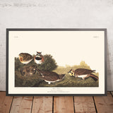 Lark di Riva di John James Audubon, 1827 