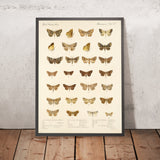 Moths (Lepidoptera: Heterocera, Plate 42) by Frederick DuCane Godman, 1879