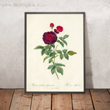 Rosa gallica ‘Gueriniana’ by Pierre Joseph Redouté, 1817