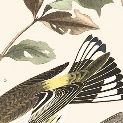 Reinita alidorada y reinita de Cabo Mayo, por John James Audubon, 1827