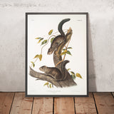 Collie's Squirrel (Sciurus colliaei) by John Woodhouse Audubon, 1845