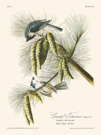 Crested Titmouse by John James Audubon, 1827