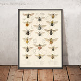 True Flies (Diptera, Plate 09) by Frederick DuCane Godman, 1879